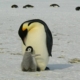An Emperor penguin leaning over its fluffy grey chick, on the snow.